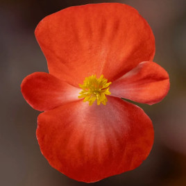 Бегония Бада Бум F1 скарлет многолетняя