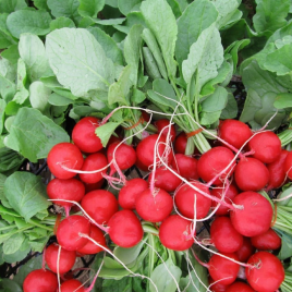 Лаурелла F1 (3,4-3,6) насіння редиски ранньої червоної (Hazera) ОЧІКУЄТЬСЯ 09.2025