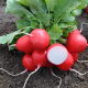 Лаурелла F1 (3,4-3,6) семена редиса раннего красного (Hazera)