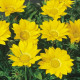 Газу F1 желтая (yellow) семена газании 25-30см (Syngenta)