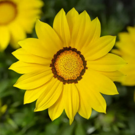 Газанія Кісс жовта (yellow)