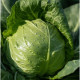 Люсыма F1 (Lucyma) насіння капусти б/г ранньої 48-50 дн. 0,8-1,5 кг окр. (Rijk Zwaan)