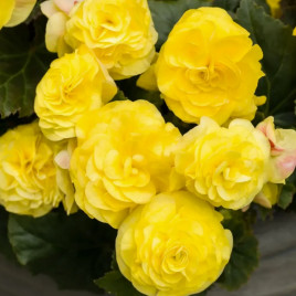 Бегония бульбовая Лимитлесс F1 лимонный 