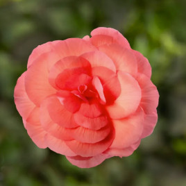 Бегония бульбовая Лимитлесс F1 лососево-розовый