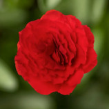 Бегония бульбовая Лимитлесс F1 бархатно-красный 