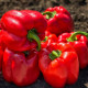 500 F1 (П'ятсот F1) насіння перцю солодкого тип Блочний раннього корот. куб. 220-250 гр. 8-10х5-7см зел./червон. (Yuksel)