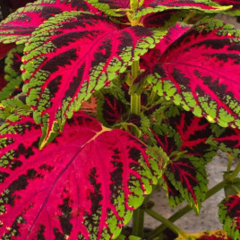 Суперфайн Рейнбоу color pride насіння колеуса 35-40см (Sakata)