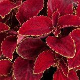 Суперфайн Рейнбоу red velvet семена колеуса 35-40см (Sakata)