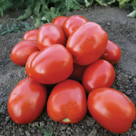 Морелія F1 насіння томату дет. 120-140 гр (Enza Задень)