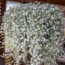 Серебряная Волна семена дихондры (Benary)