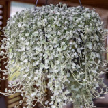 Серебряная Волна семена дихондры (Benary)