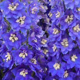 Кендел F1 Blue Shades семена дельфиниума 120-150см (Sakata)