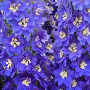 Кендел F1 Blue Shades насіння дельфініуму 120-150см (Sakata)