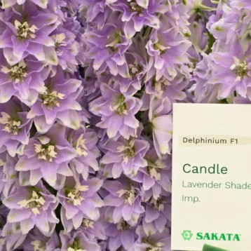 Кендел F1 Lavender Shades семена дельфиниума 120-150см (Sakata)