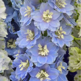 Кендел F1 Light Blue Shades насіння дельфініуму 120-150см (Sakata)