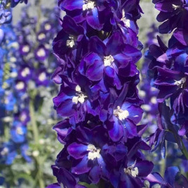 Кендел F1 Violet Shades насіння дельфініуму 120-150см (Sakata)