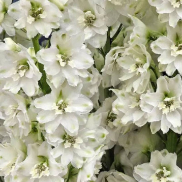 Кендел F1 White Shades насіння дельфініуму 120-150см (Sakata)