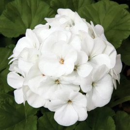 Пеларгония Маверик F1 белый 