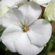 Маверик F1 белый (white) семена пеларгонии 35-40см (Syngenta)