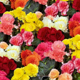 Бегонія бульбова Лімітлесс F1 суміш