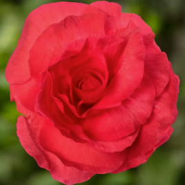 Бегония бульбовая Лимитлесс F1 темно-розовый