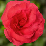 Бегония бульбовая Лимитлесс F1 темно-розовый