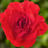 Бегония бульбовая Лимитлесс F1 темно-красный 