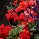 Лимитлесс F1 темно-красный семена бегонии клубневой (Syngenta)