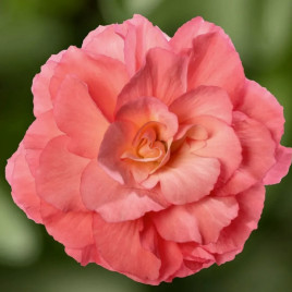 Бегония бульбовая Лимитлесс F1 санрайз 