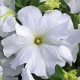 Петуния грандифлора Тритуния F1 фреш вайт