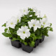 Тритуния F1 fresh white семена петунии грандифлора 20-25см (Syngenta)