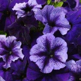 Петуния грандифлора Тритуния F1 полярное сияние