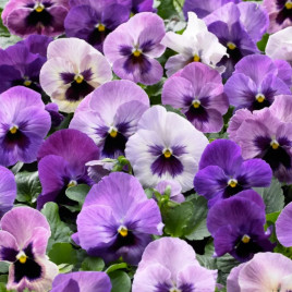 Віола Дельта F1 пурпурний сюрприз