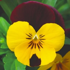 Віола Пенні F1 червоне крило