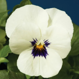 Віола Пенні F1 біла з вічком