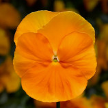 Віола Дельта F1 помаранчева