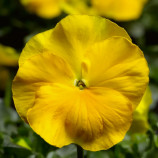 Виола Дельта F1 желтая 