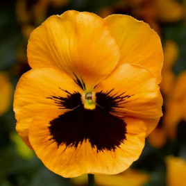 Фіно F1 Orange With Blotch насіння віоли (Syngenta)