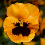 Фино F1 Orange With Blotch семена виолы (Syngenta)