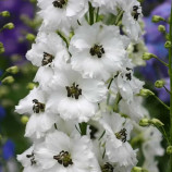 Дельфиниум Дельфина белый с черным глазком 