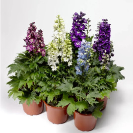 Дельфиниум Дельфина смесь (mix)