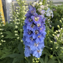 Дельфиниум Дельфина голубой с белым глазком 