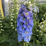 Дельфініум Дельфіна блакитний з білим очком