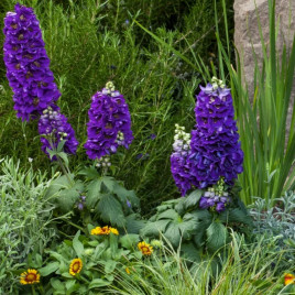 Дельфініум Дельфіна темно-синій з чорним вічком