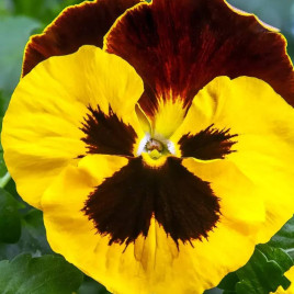 Швейцарські Гіганти (Swiss Giants) Red Wing насіння віоли (W.Legutko)