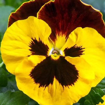 Швейцарские Гиганты (Swiss Giants) Red Wing семена виолы (W.Legutko)