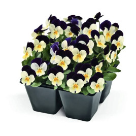 Адмир F1 white purple wing семена виолы (Benary)