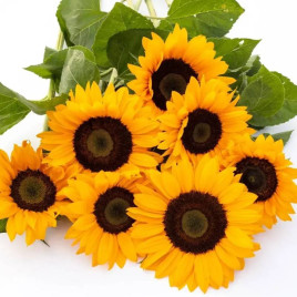 Сорая насіння соняшнику декоративного 150-160см (Benary)