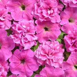 Роза Бонер F1 рожева (pink) насіння петунії махрової 35-40см (Cerny)