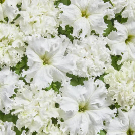 Біла F1 насіння петунії махрової грандіфлора 35-40 см (Cerny)